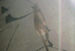 Game trail used by mountain lion and black bear