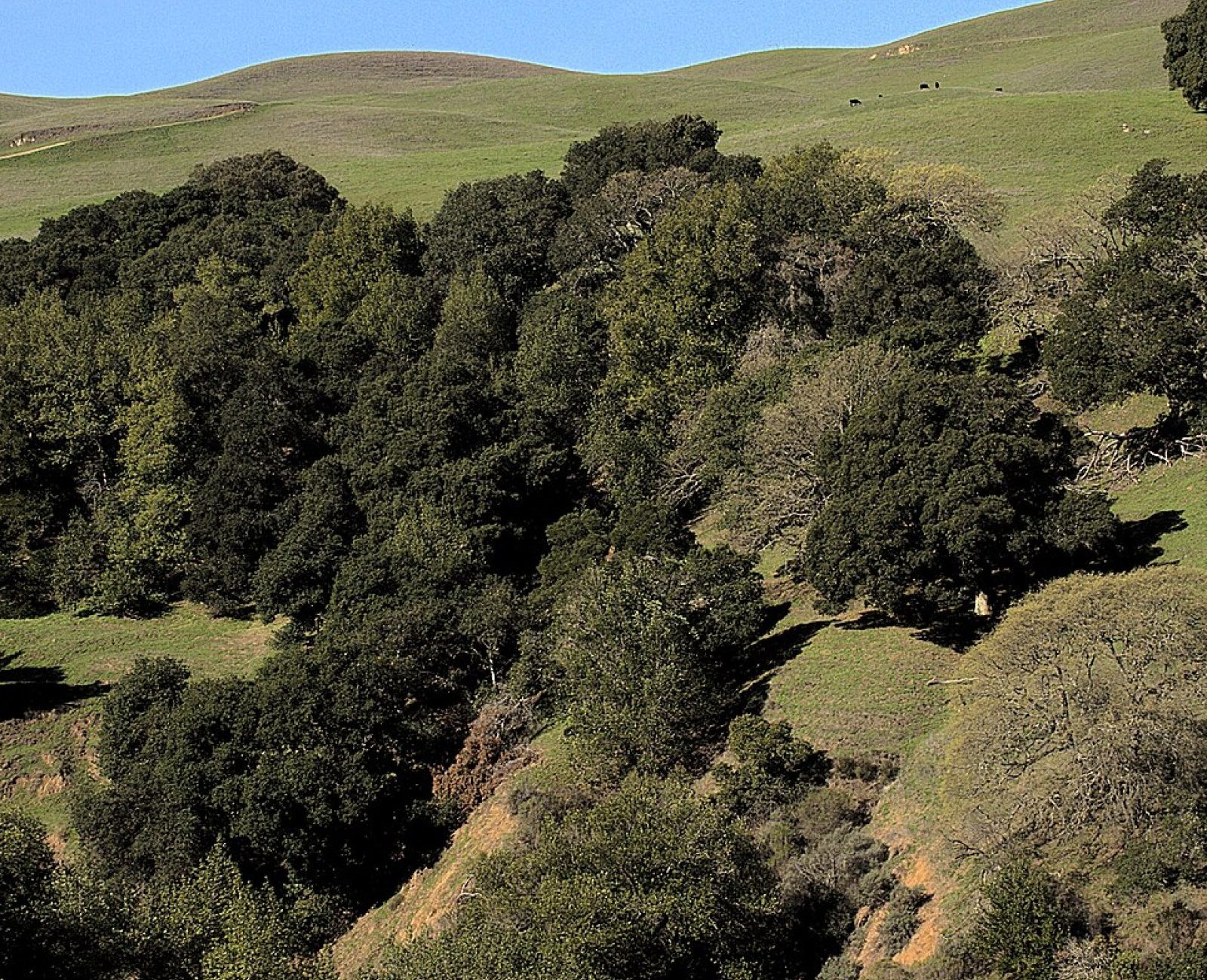 Old-growth oak canopy across the ridge at Antler Gap Forest