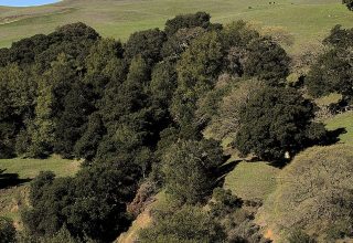 Old-growth oak canopy across the ridge at Antler Gap Forest