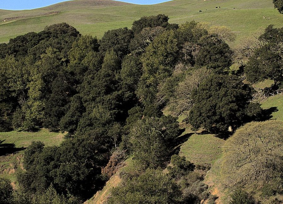 Old-growth oak canopy across the ridge at Antler Gap Forest