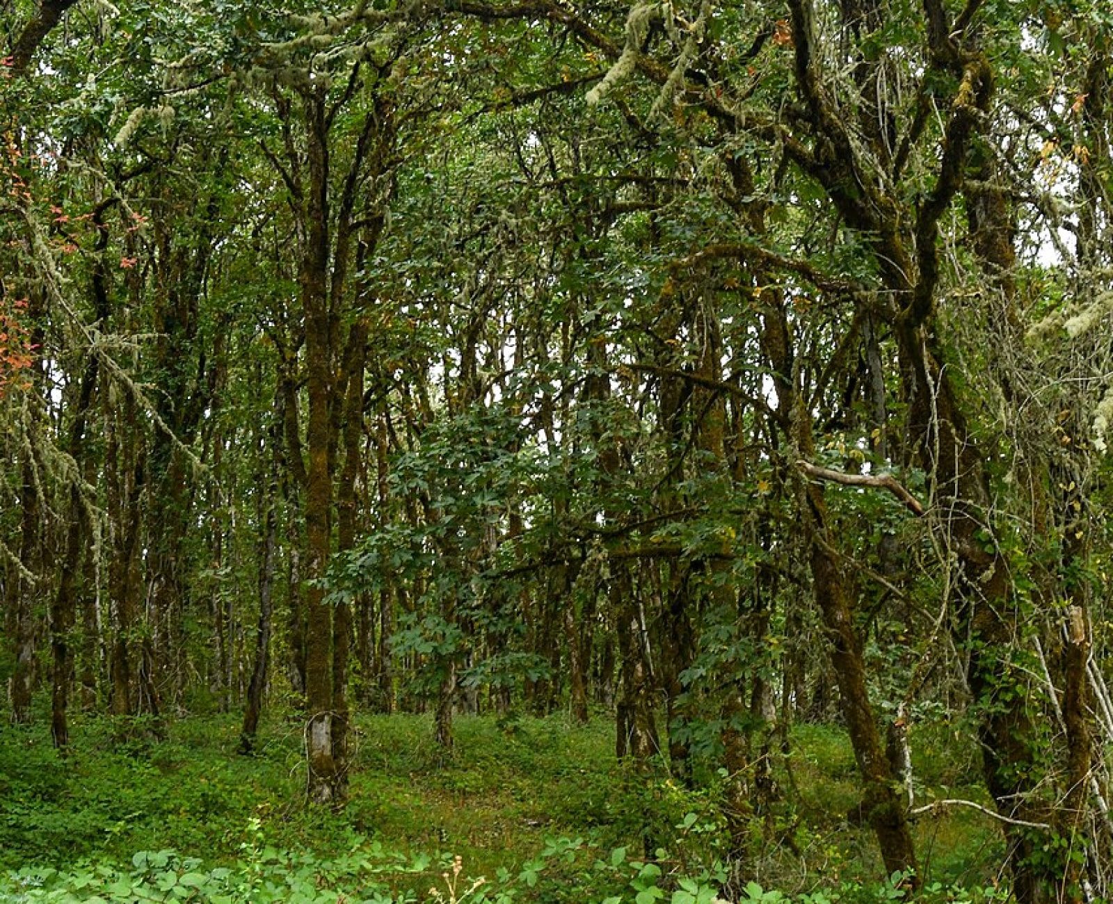 Young oak regeneration on former grazing land at Bramble Ridge