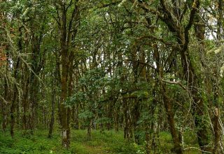 Young oak regeneration on former grazing land at Bramble Ridge