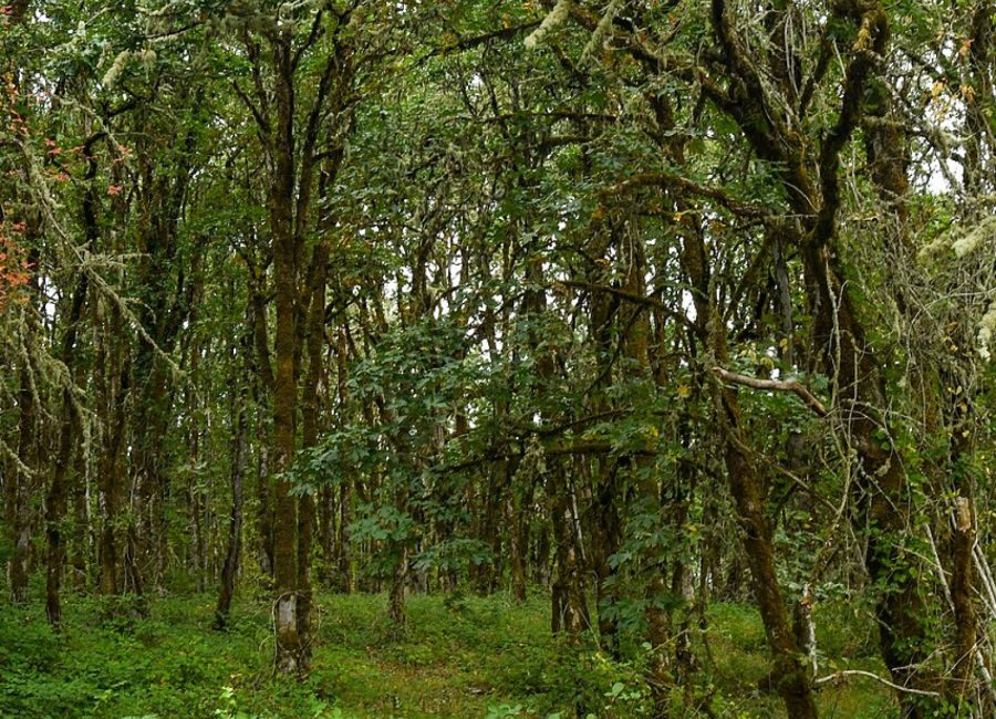 Young oak regeneration on former grazing land at Bramble Ridge