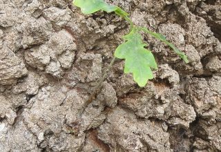Close detail of new oak seedling growth