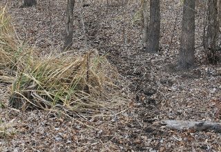 The wooded draw wildlife use to cross between preserves