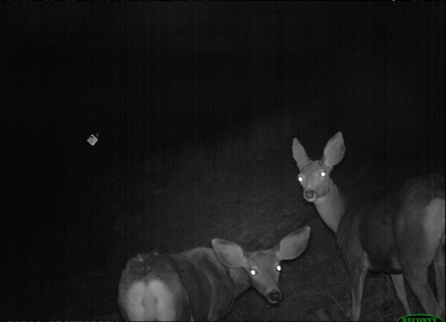 A wildlife crossing captured by a preserve camera trap