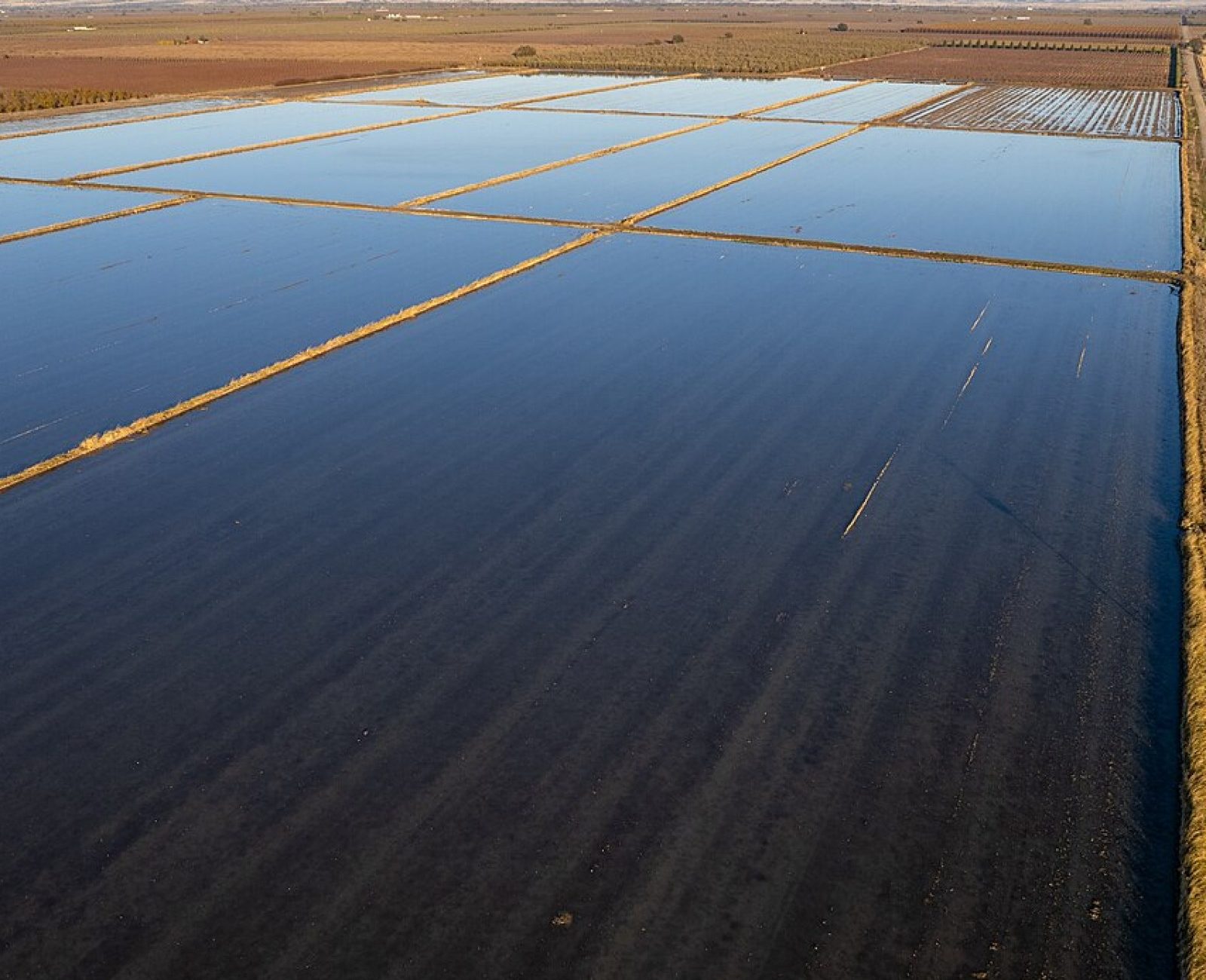 Winter flood-up on the rice fields at Cattail Slough Farm