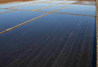 Winter flood-up on the rice fields at Cattail Slough Farm