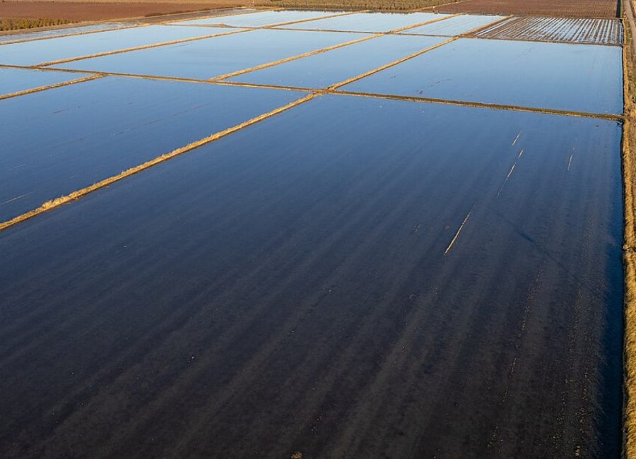 Winter flood-up on the rice fields at Cattail Slough Farm