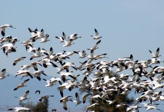 Wintering waterfowl using the flooded fields as a flyway stop