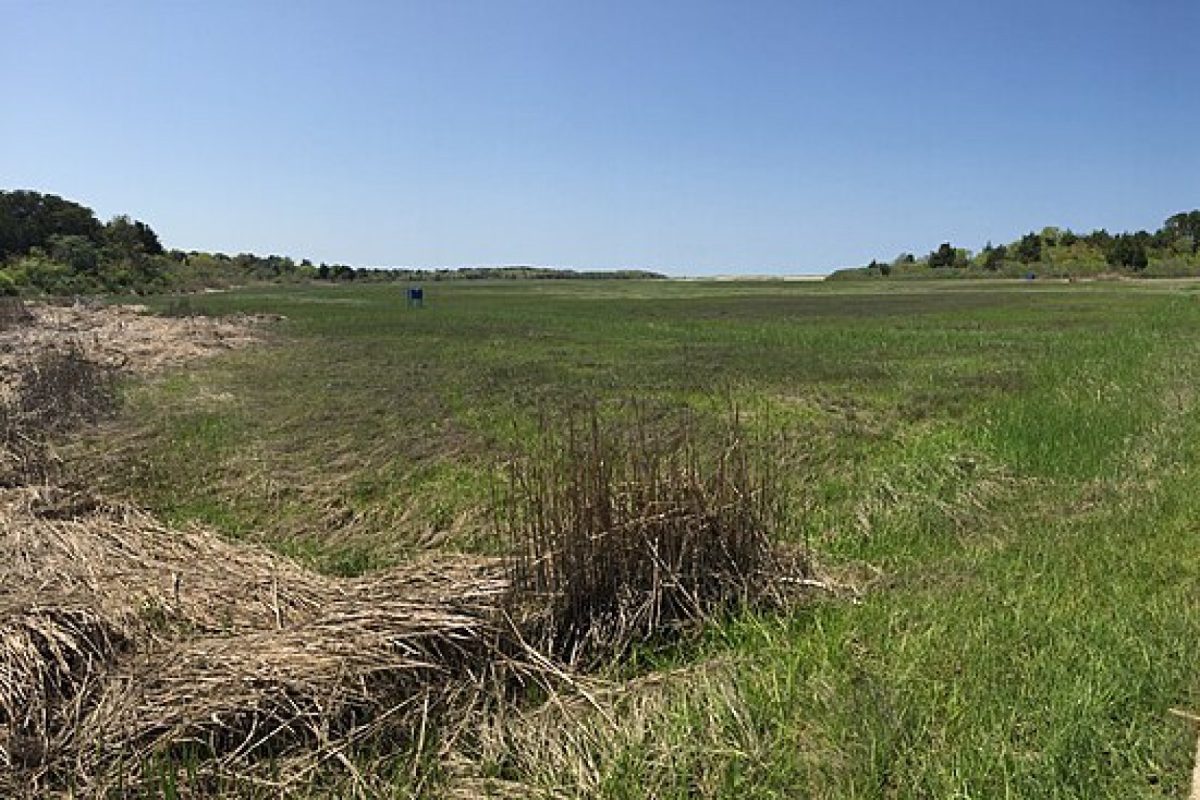 Coastal marsh and bluff habitat protected under the Coastal Access program