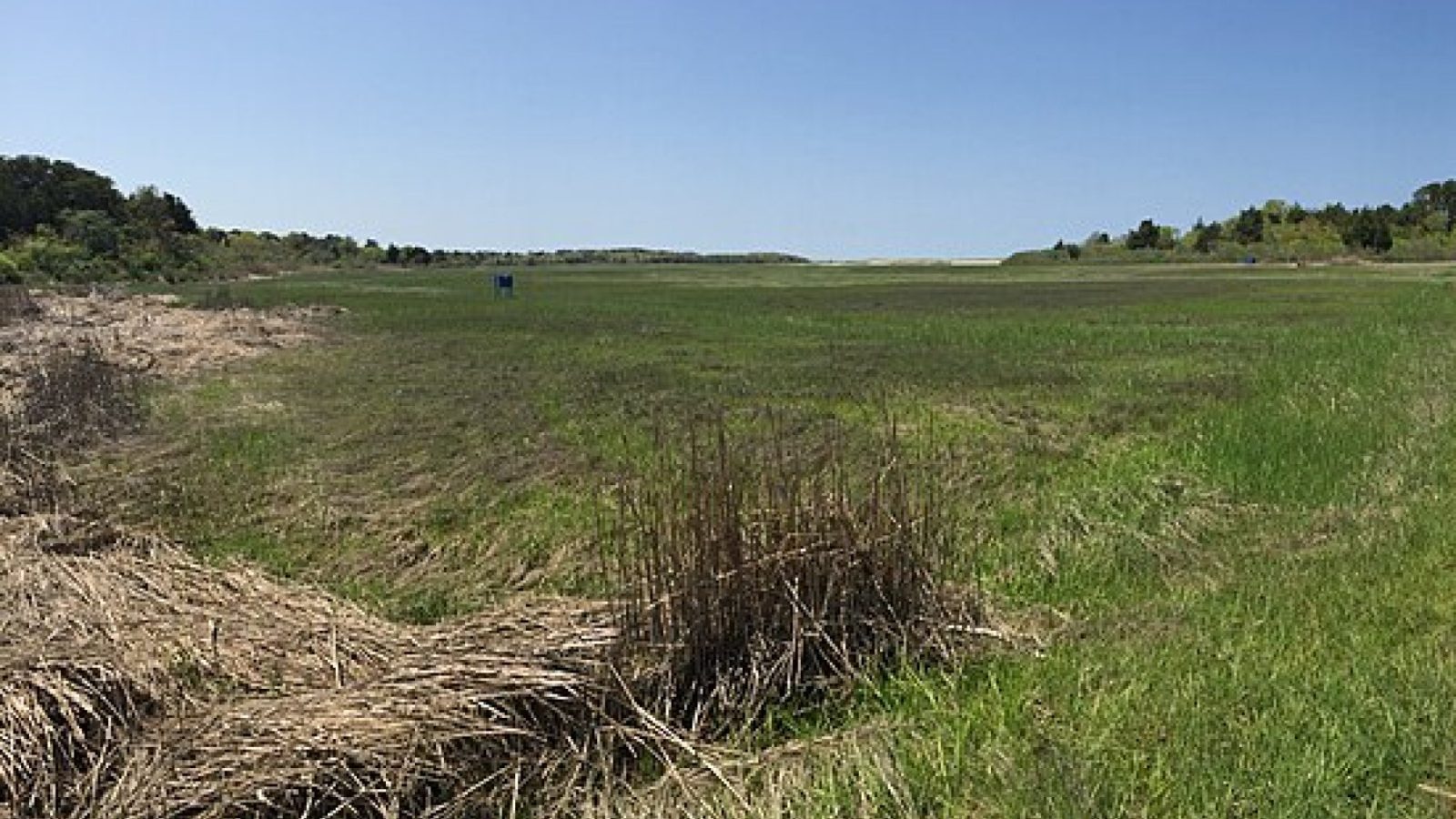 Coastal marsh and bluff habitat protected under the Coastal Access program
