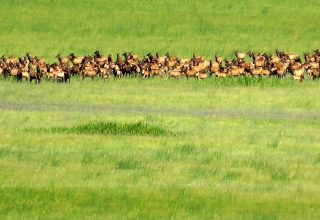 Historic elk calving ground at Granite Creek Meadows