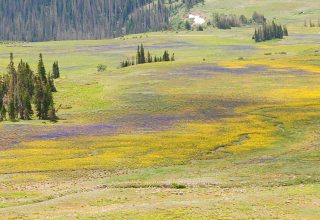 Snowmelt-saturated meadow grass detail