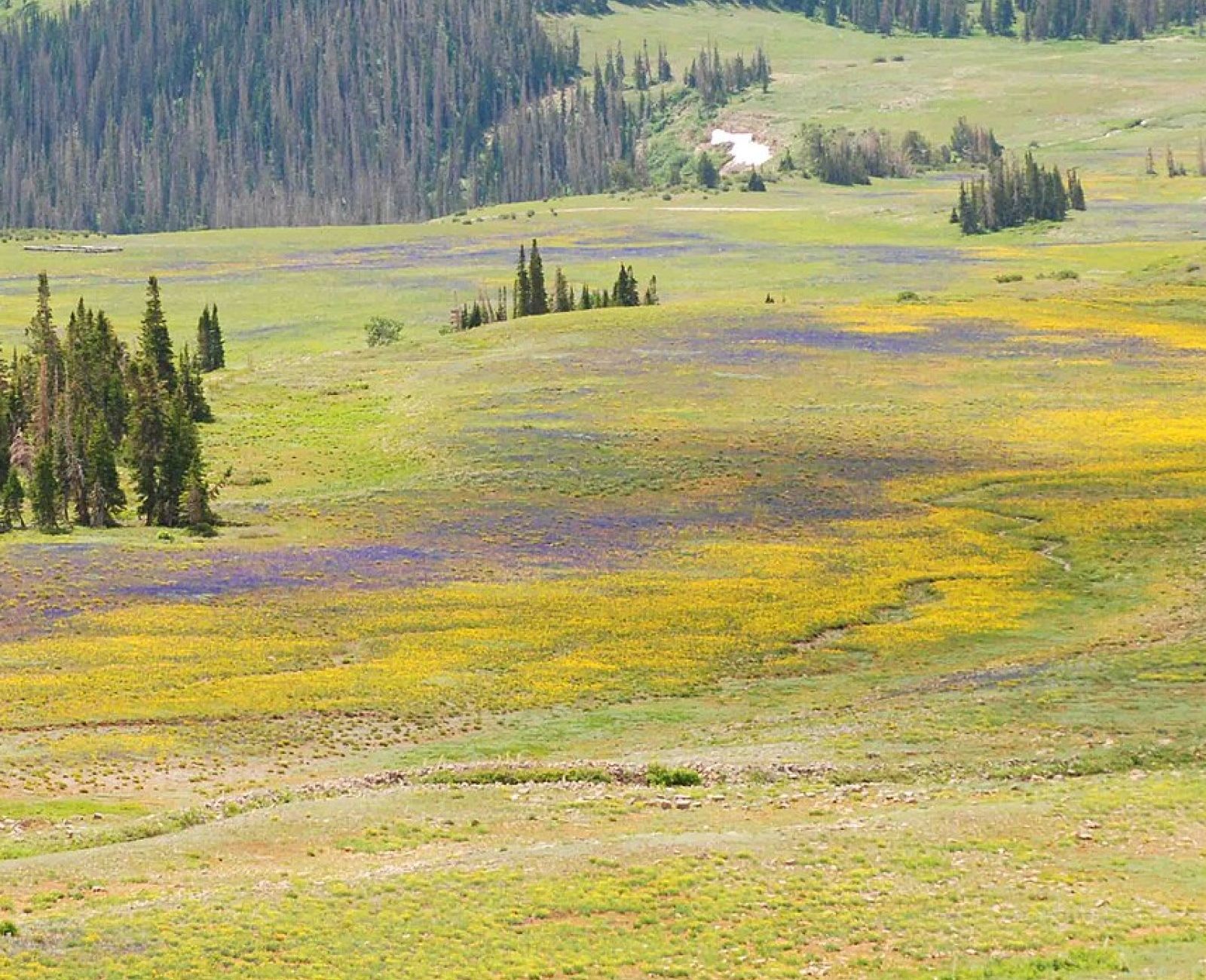 Granite Creek Meadows, the last unprotected gap in the corridor