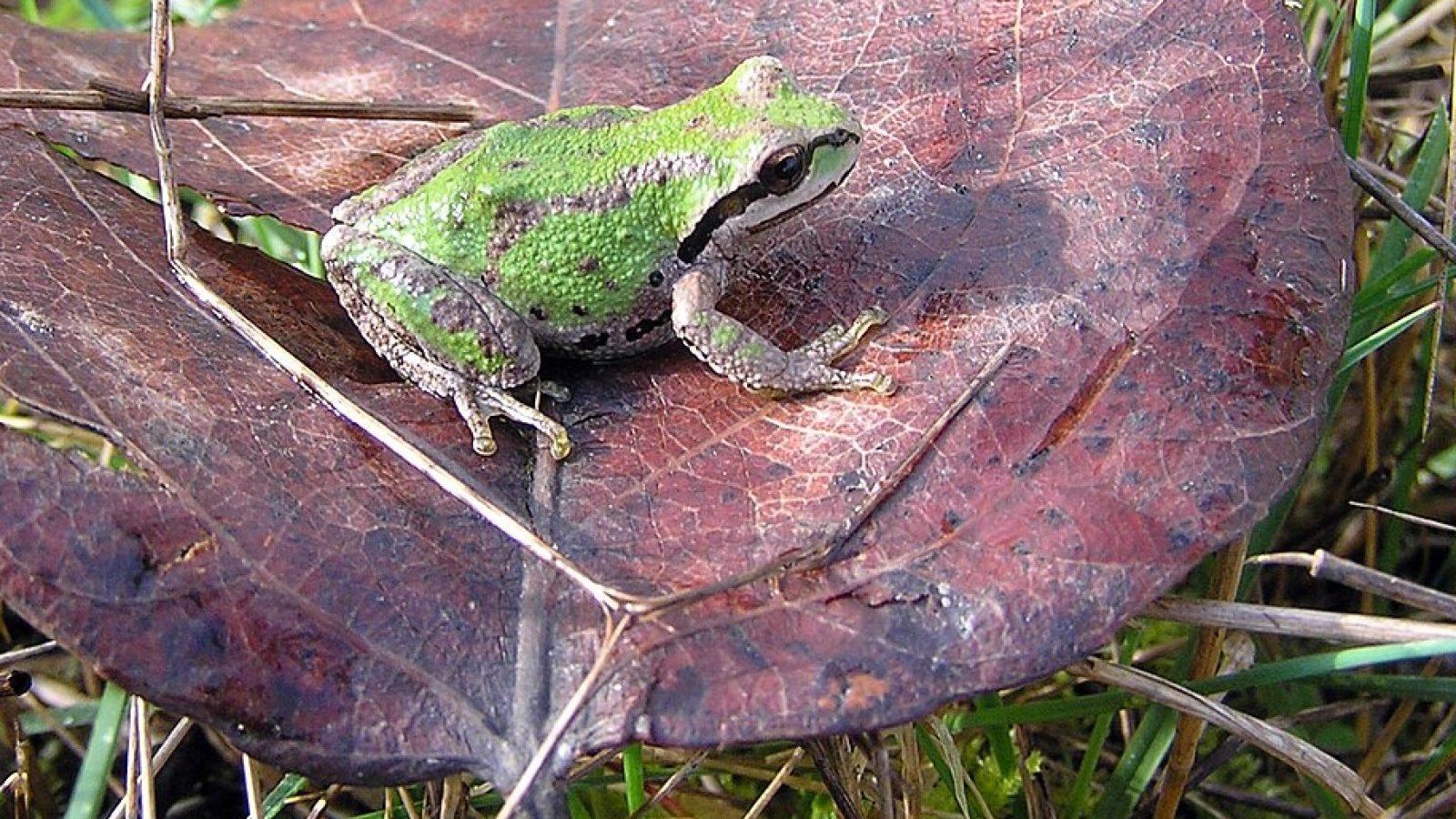 Meet the Volunteers Who Count Frogs at 5am