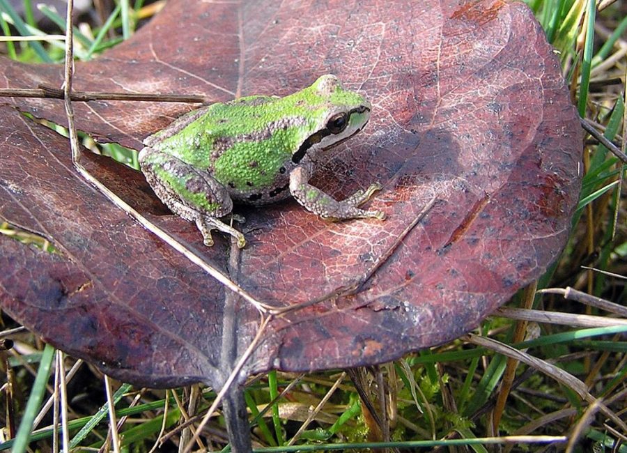 Meet the Volunteers Who Count Frogs at 5am