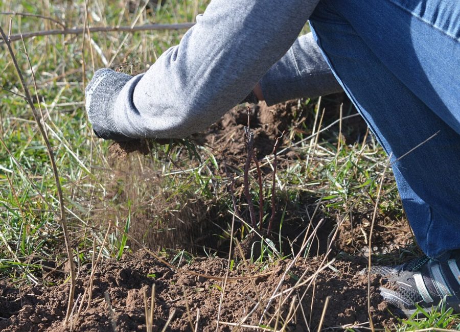 Hands planting native streamside vegetation