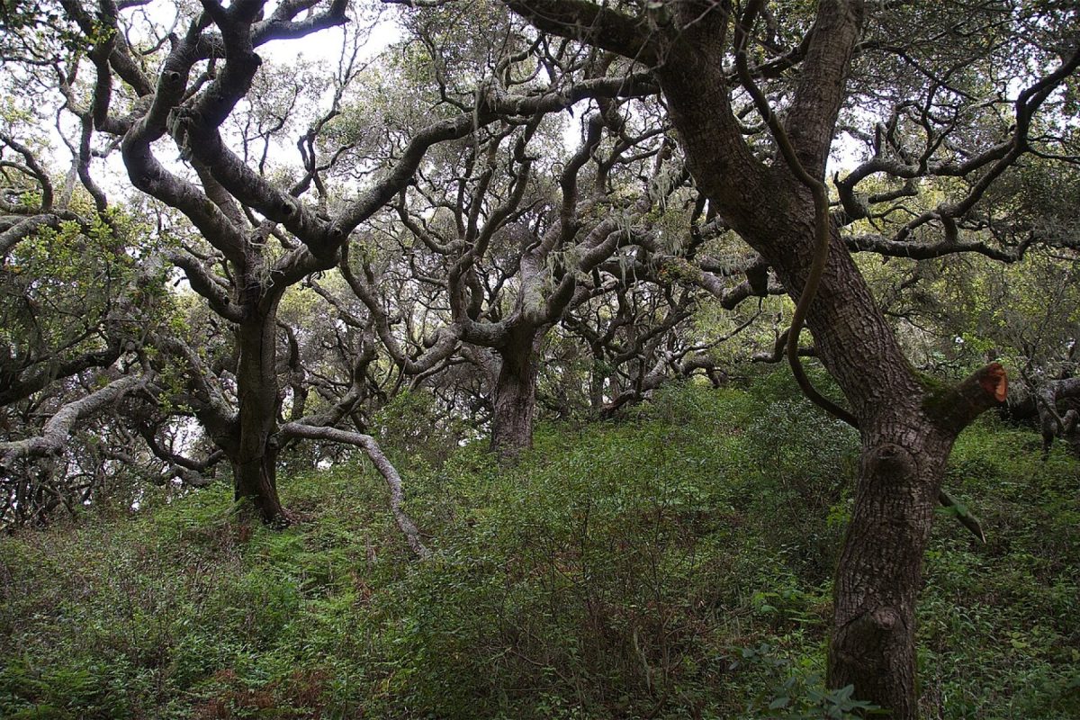 Overview of the Ridge-to-River Wildlife Corridor spanning ridge to valley