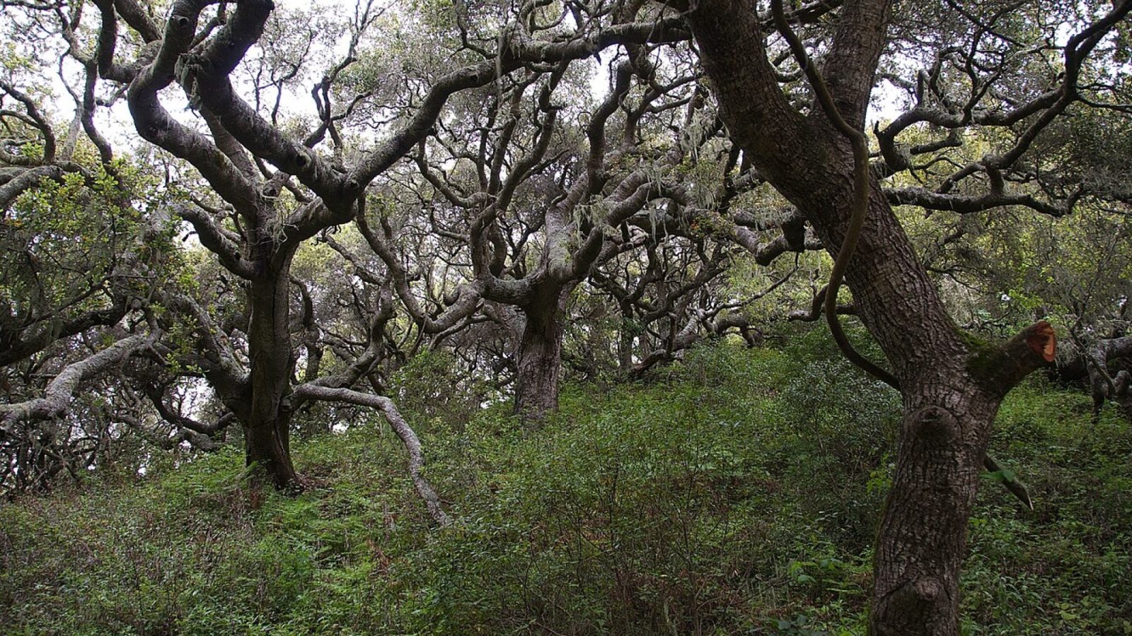 Overview of the Ridge-to-River Wildlife Corridor spanning ridge to valley