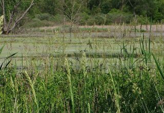 Salt marsh grass and mudflat texture detail