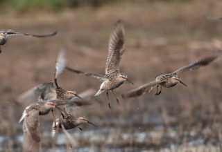 Shorebirds staging on the marsh edge during migration