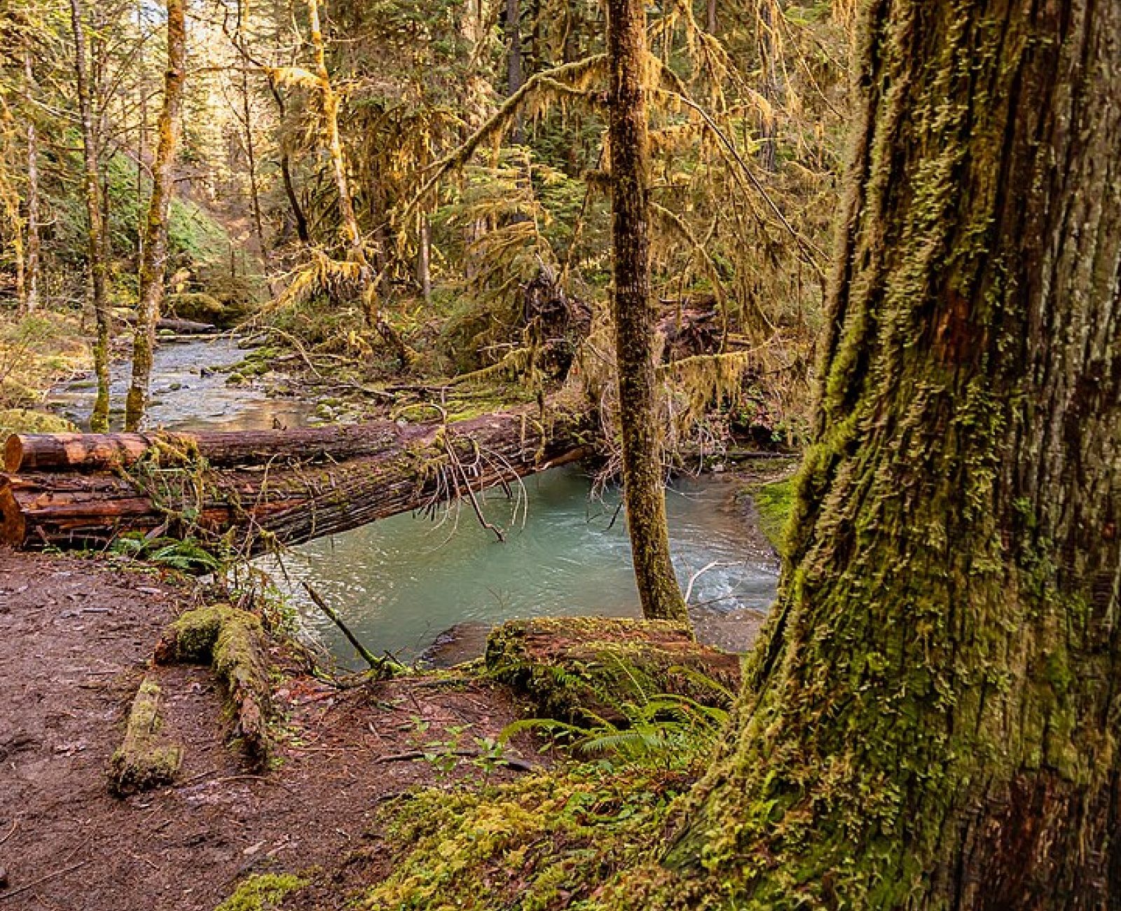 The confluence of Miller Creek's two forks at Two Forks Riparian Corridor