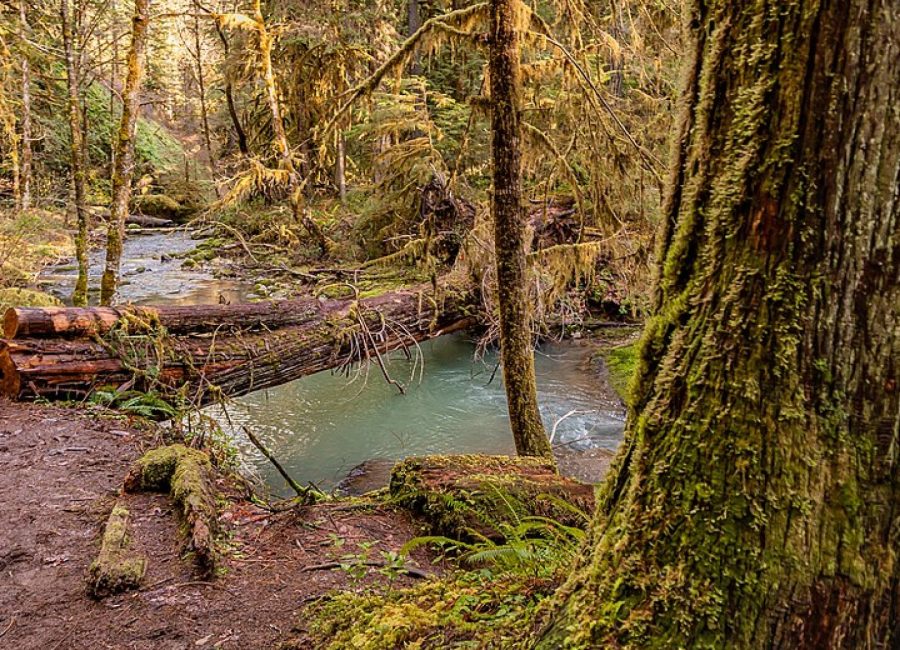 The confluence of Miller Creek's two forks at Two Forks Riparian Corridor