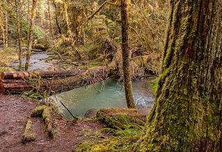 Steelhead spawning gravel in the reopened creek reach