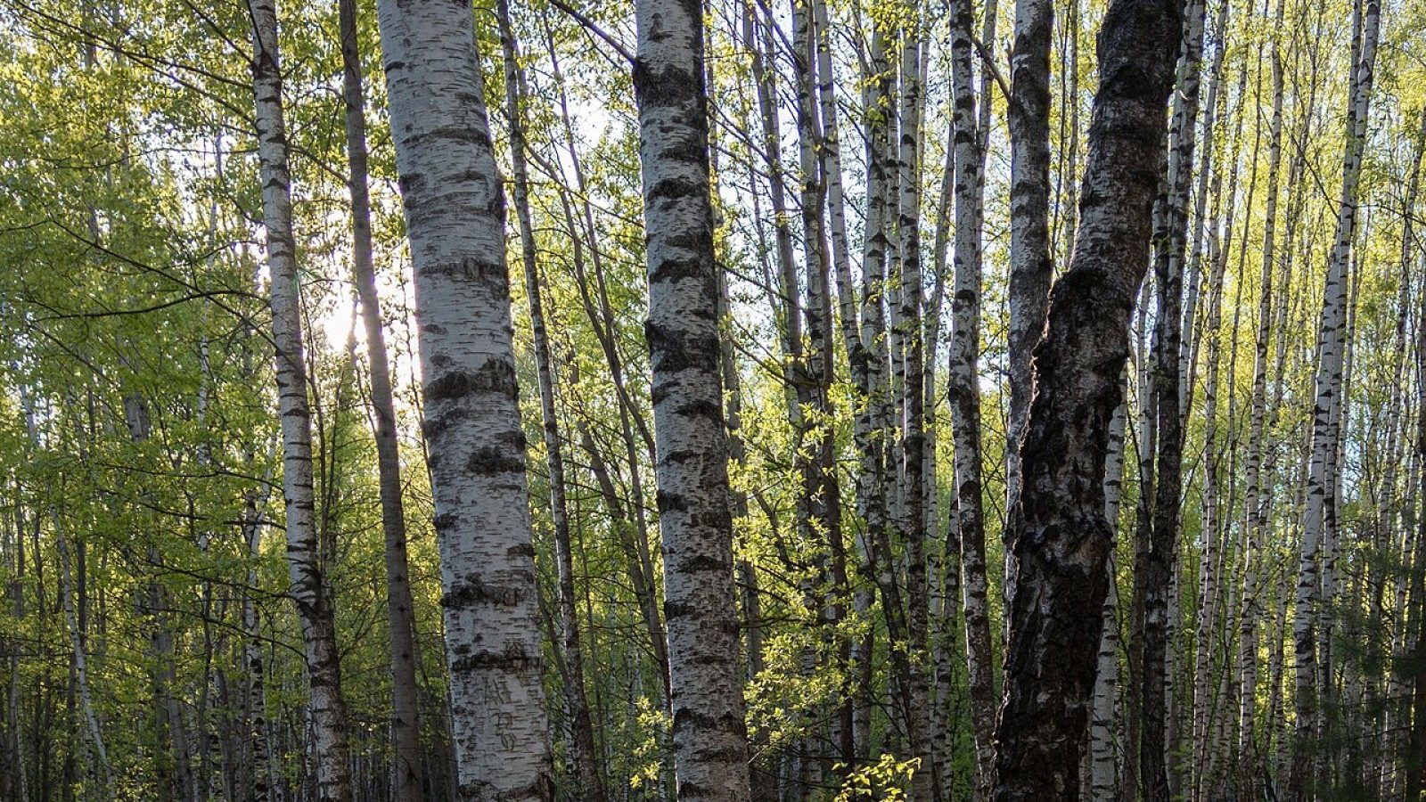 Why We Protect Corridors, Not Just Acres