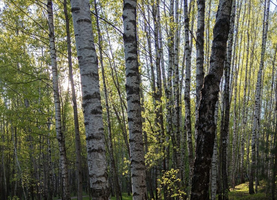 Why We Protect Corridors, Not Just Acres