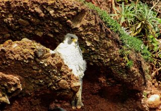 Barn owl habitat supported by the hedgerow planting
