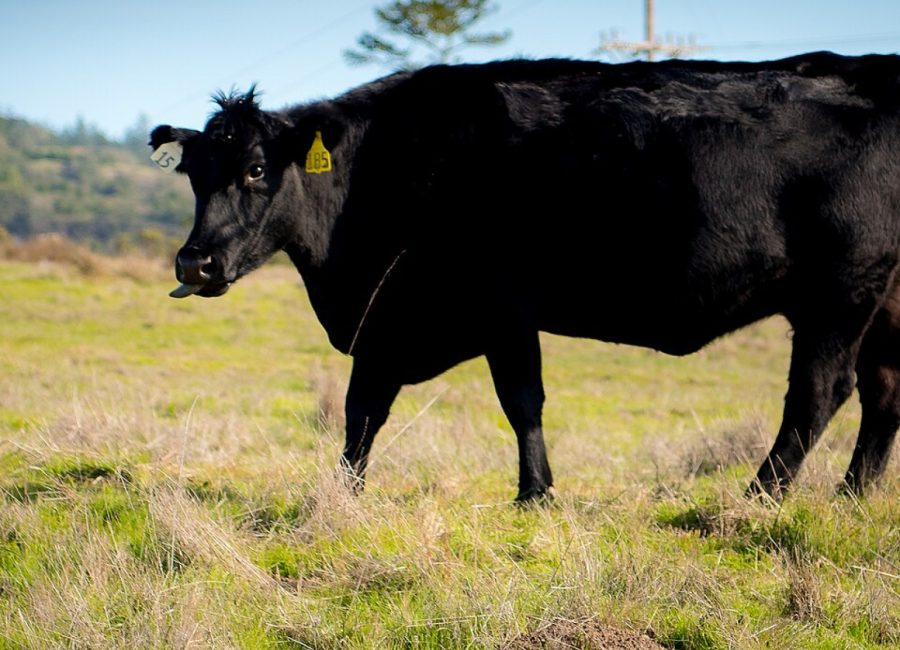 Dairy pasture with a native pollinator hedgerow at the field edge